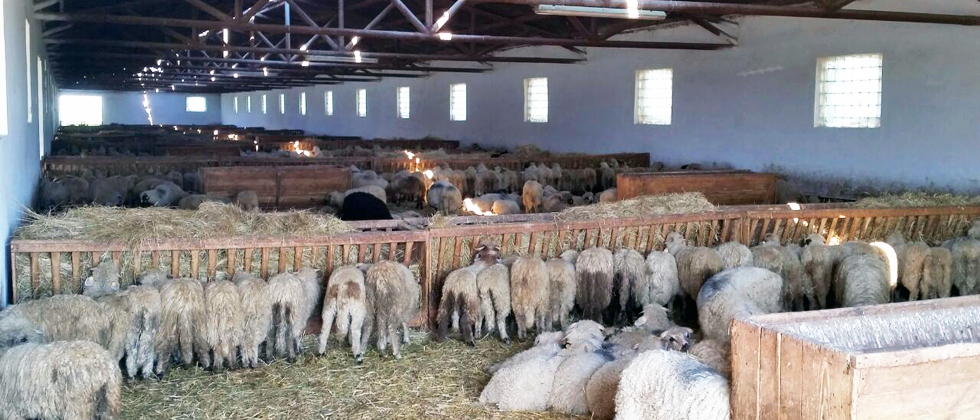 Facts you should know about sheep export from Romania