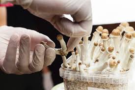 How mushroom vapes are changing the alternative health scene?